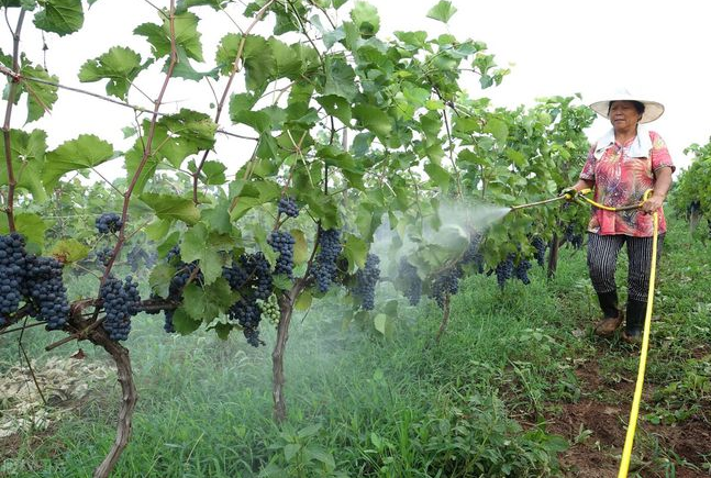 Add a few drops of agricultural silicone adjuvant to a bucket of water, and the effect will double!