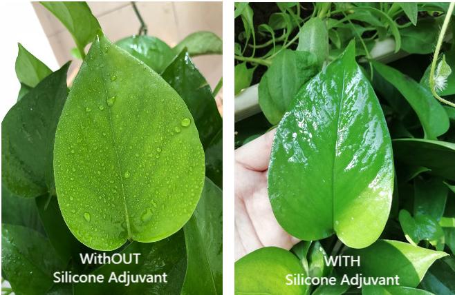 Add a few drops of agricultural silicone adjuvant to a bucket of water, and the effect will double!