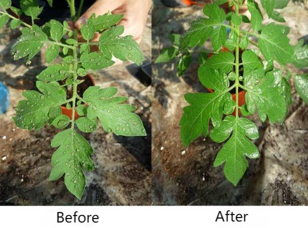 Add a few drops of agricultural silicone adjuvant to a bucket of water, and the effect will double!